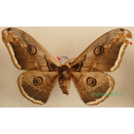 Saturnia pyri (Denis & Schiffermüller, 1775) male Pawica gruszówka Czech 105mm77b